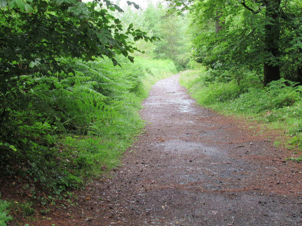 Haldon Forest Accessible Walks 12/7/21